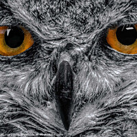 Buy canvas prints of Eagle Owl Eyes in black and white by Stephen Munn