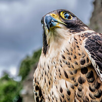 Buy canvas prints of Peregrine Falcon by Stephen Munn