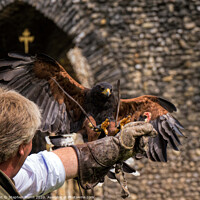 Buy canvas prints of Harris Hawk to its trainers glove by Stephen Munn