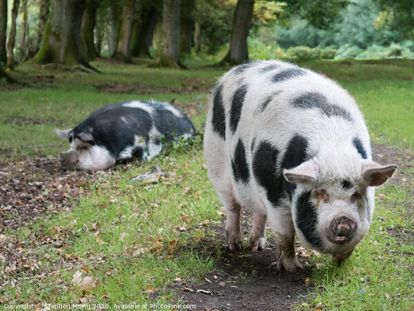 Pannage Pigs, New Forest National Park Picture Board by Stephen Munn