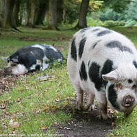 Buy canvas prints of Pannage Pigs, New Forest National Park by Stephen Munn