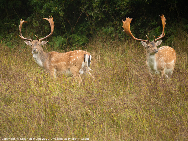 Sika Stags New Forest National Park Picture Board by Stephen Munn