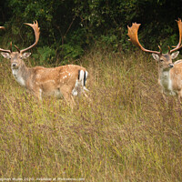 Buy canvas prints of Sika Stags New Forest National Park by Stephen Munn