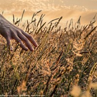 Buy canvas prints of Hand in golden Hay by Stephen Munn