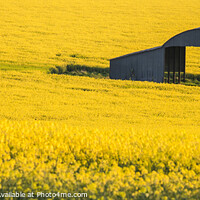 Buy canvas prints of Rapeseed Field by Stephen Munn