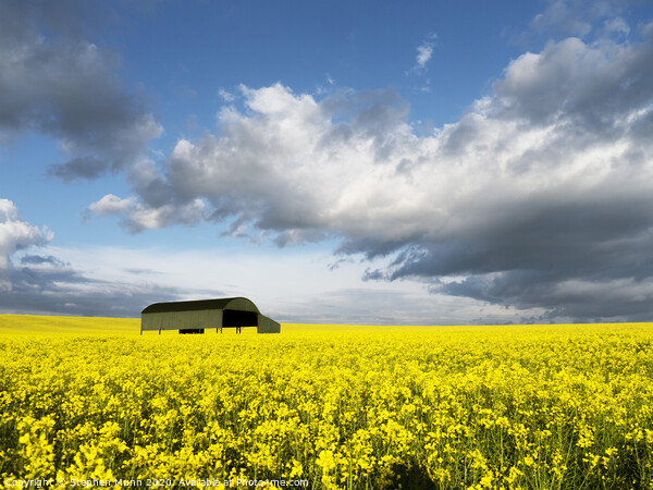 Rapeseed field under a cloudy sky Picture Board by Stephen Munn