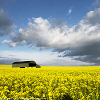 Buy canvas prints of Rapeseed field under a cloudy sky by Stephen Munn