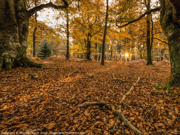 Dawn Autumn trees Picture Board by Stephen Munn