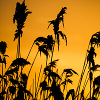 Buy canvas prints of Dawn reeds by Stephen Munn
