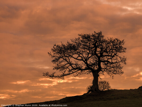 Peak District Sunrise tree Picture Board by Stephen Munn