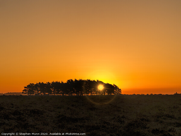 Tree clump at dawn, New Forest National Park Picture Board by Stephen Munn