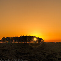 Buy canvas prints of Tree clump at dawn, New Forest National Park by Stephen Munn