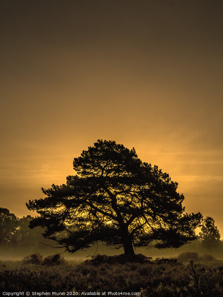 Tree at Bolderwood, New Forest National Park  Picture Board by Stephen Munn