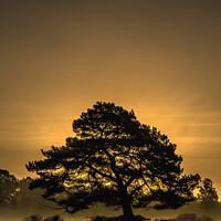 Buy canvas prints of Tree at Bolderwood, New Forest National Park  by Stephen Munn