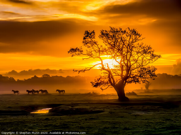 Sunrise herd, New Forest National Park Picture Board by Stephen Munn