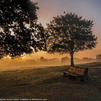 Buy canvas prints of Sunrise bench, New Forest National Park by Stephen Munn
