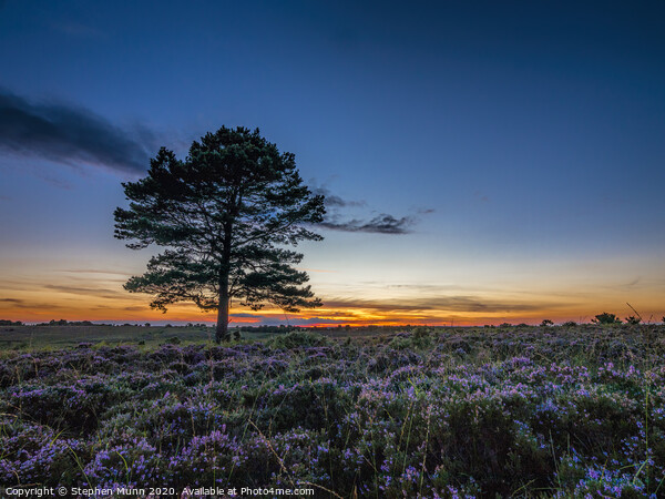 Backley plain sunset, New Forest National Park Picture Board by Stephen Munn