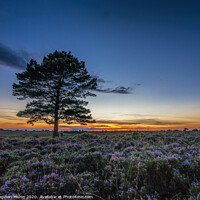 Buy canvas prints of Backley plain sunset, New Forest National Park by Stephen Munn