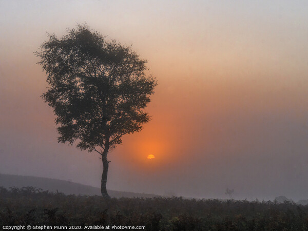 Ibsley Common Foggy Sunrise, New Forest National Park Picture Board by Stephen Munn