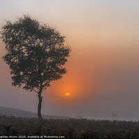 Buy canvas prints of Ibsley Common Foggy Sunrise, New Forest National Park by Stephen Munn