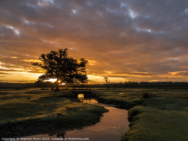 Early morning sunrise runner, New Forest National Park  Picture Board by Stephen Munn