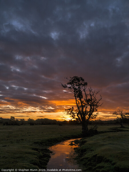 New Forest Stream Dawn Picture Board by Stephen Munn