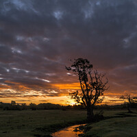 Buy canvas prints of New Forest Stream Dawn by Stephen Munn