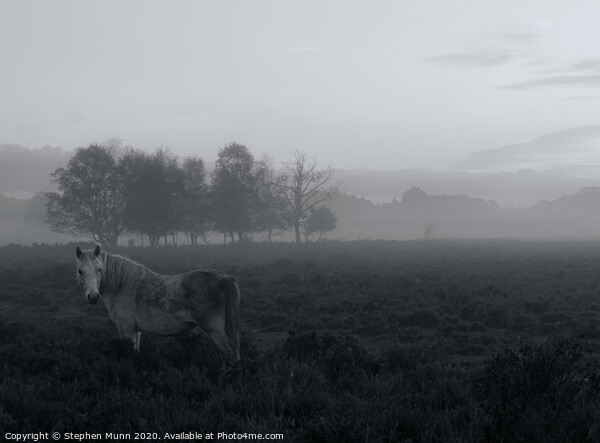 Dapple grey Pony in the early morning mist, New Forest National Park Picture Board by Stephen Munn