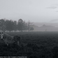 Buy canvas prints of Dapple grey Pony in the early morning mist, New Forest National Park by Stephen Munn
