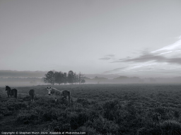 A small herd of ponies in the early morning mist, New Forest National Park Picture Board by Stephen Munn