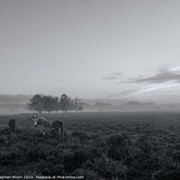 Buy canvas prints of A small herd of ponies in the early morning mist, New Forest National Park by Stephen Munn