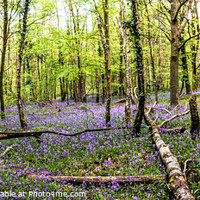 Buy canvas prints of Bluebell Wood, New Forest National Park by Stephen Munn