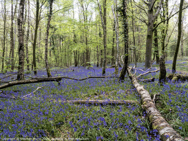Bluebell Wood, New Forest National Park Picture Board by Stephen Munn