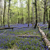 Buy canvas prints of Bluebell Wood, New Forest National Park by Stephen Munn