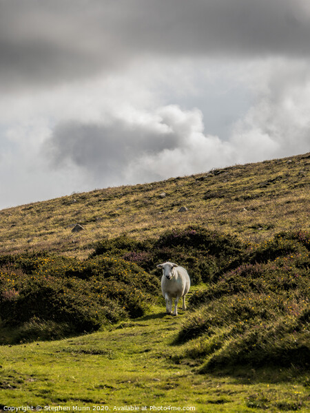 Sheep on a hillside, Pembrokeshire, Wales Picture Board by Stephen Munn