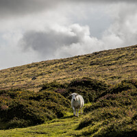Buy canvas prints of Sheep on a hillside, Pembrokeshire, Wales by Stephen Munn