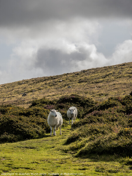 Two Sheep on a hillside, Pembrokeshire, Wales Picture Board by Stephen Munn