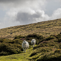 Buy canvas prints of Two Sheep on a hillside, Pembrokeshire, Wales by Stephen Munn