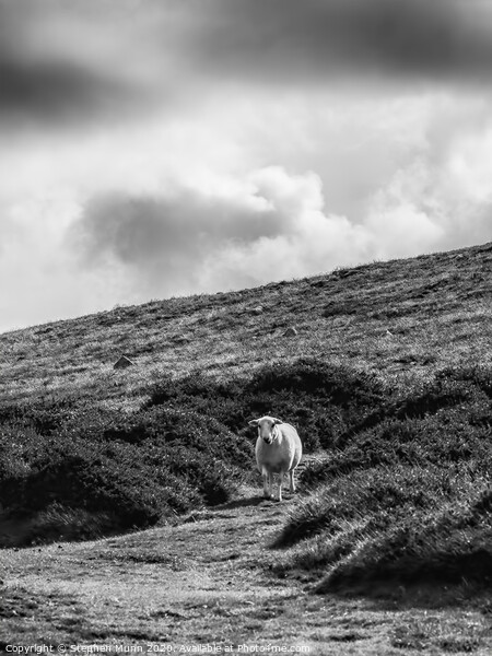 Sheep on a hillside, Pembrokeshire, Wales in black and white Picture Board by Stephen Munn