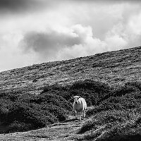 Buy canvas prints of Sheep on a hillside, Pembrokeshire, Wales in black and white by Stephen Munn