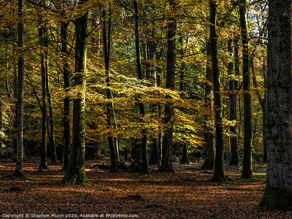 Autumn New Forest Colours Picture Board by Stephen Munn