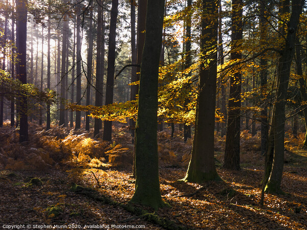Sunlight into the Autumn New Forest Picture Board by Stephen Munn