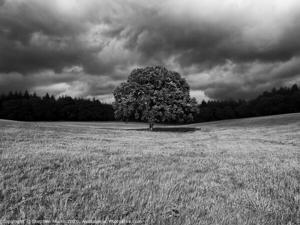 Black and While Lone tree with storm building Picture Board by Stephen Munn