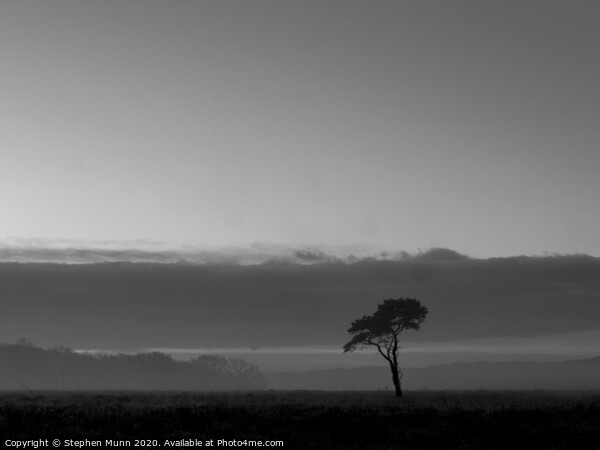 Lone tree at sunrise on the New Forest Picture Board by Stephen Munn
