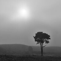 Buy canvas prints of Fog on the forest, New Forest National Park by Stephen Munn