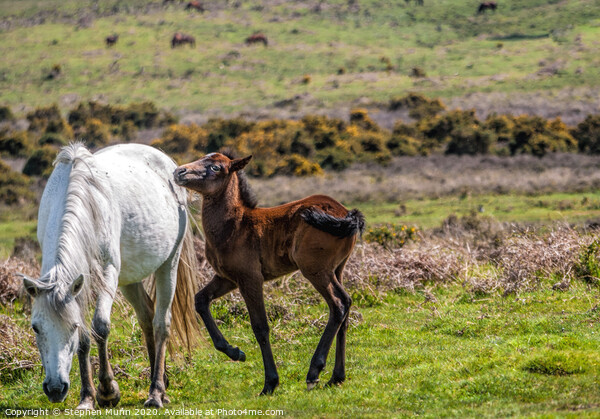 Mother Pony and Foal, New Forest National Park Picture Board by Stephen Munn
