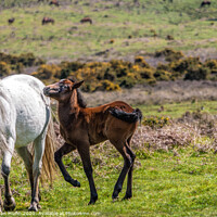 Buy canvas prints of Mother Pony and Foal, New Forest National Park by Stephen Munn