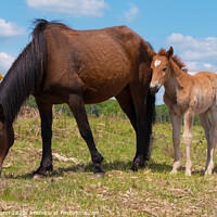 Buy canvas prints of Brown Pony and Foal, New Forest National Park by Stephen Munn