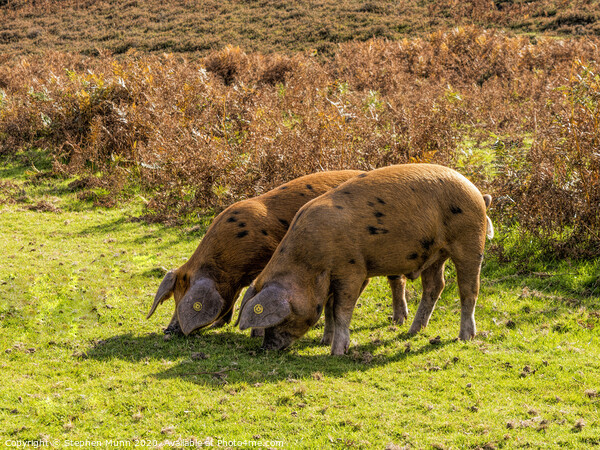 Brown Pannage Pigs , New Forest National Park Picture Board by Stephen Munn
