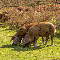 Buy canvas prints of Brown Pannage Pigs , New Forest National Park by Stephen Munn